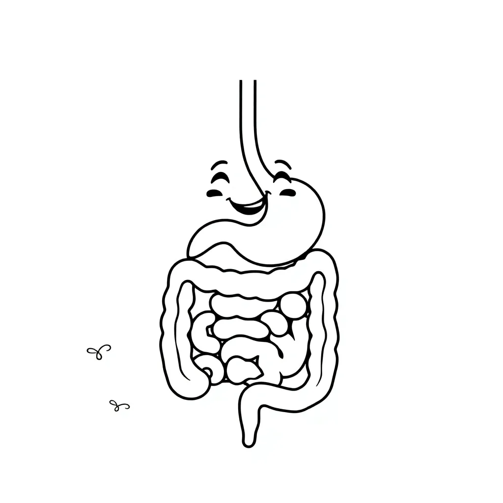 Human digestive system diagram