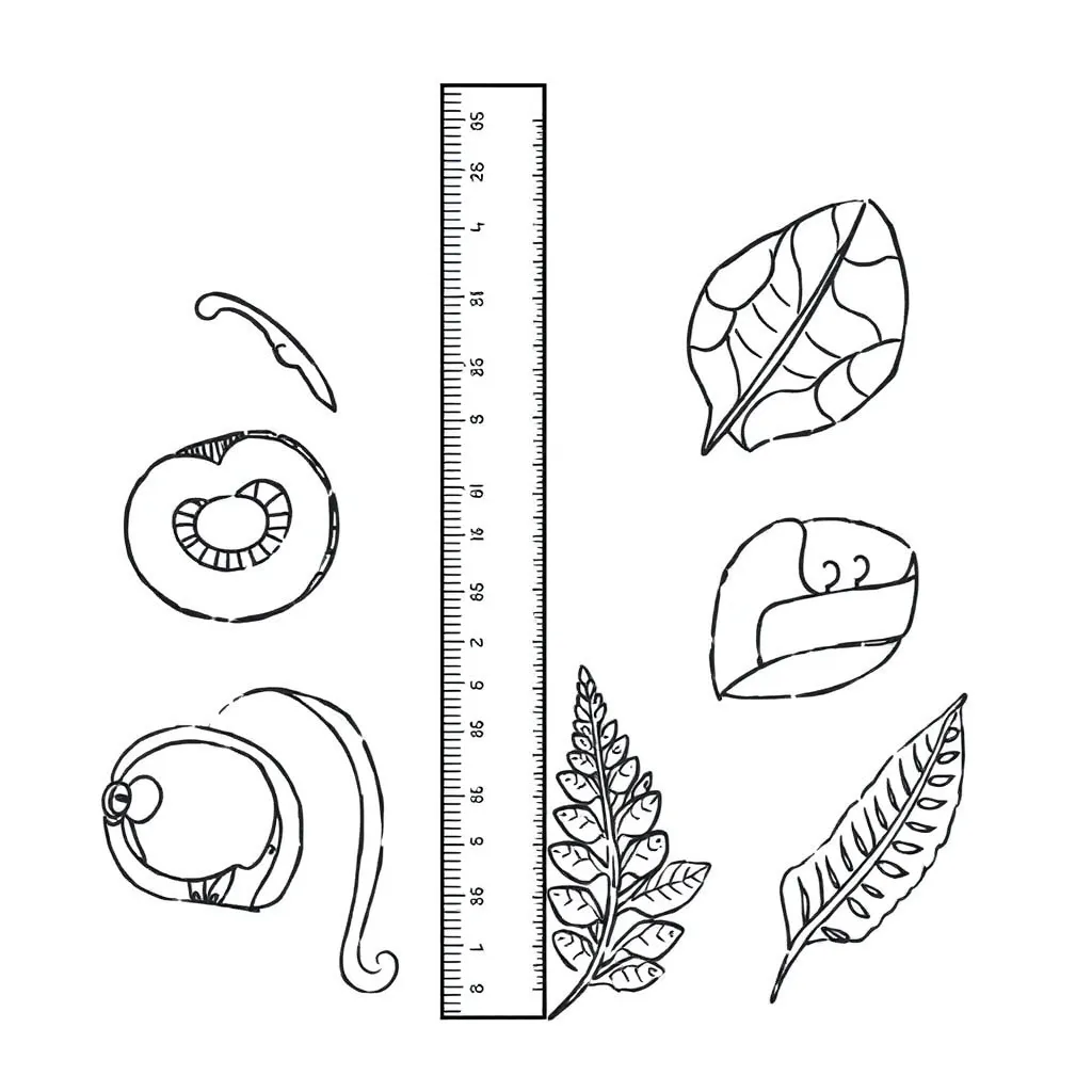 Ruler and measuring tape illustration