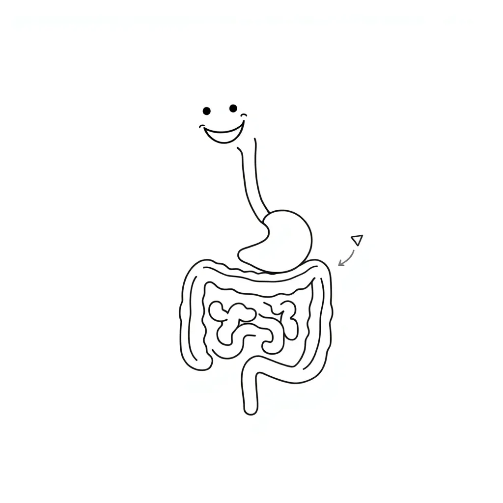 Human digestive system diagram