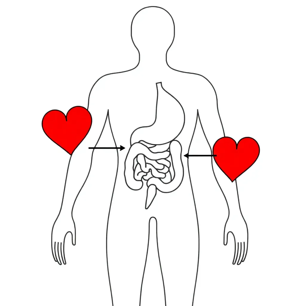 Human body systems diagram