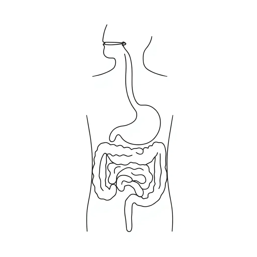 Digestive system diagram