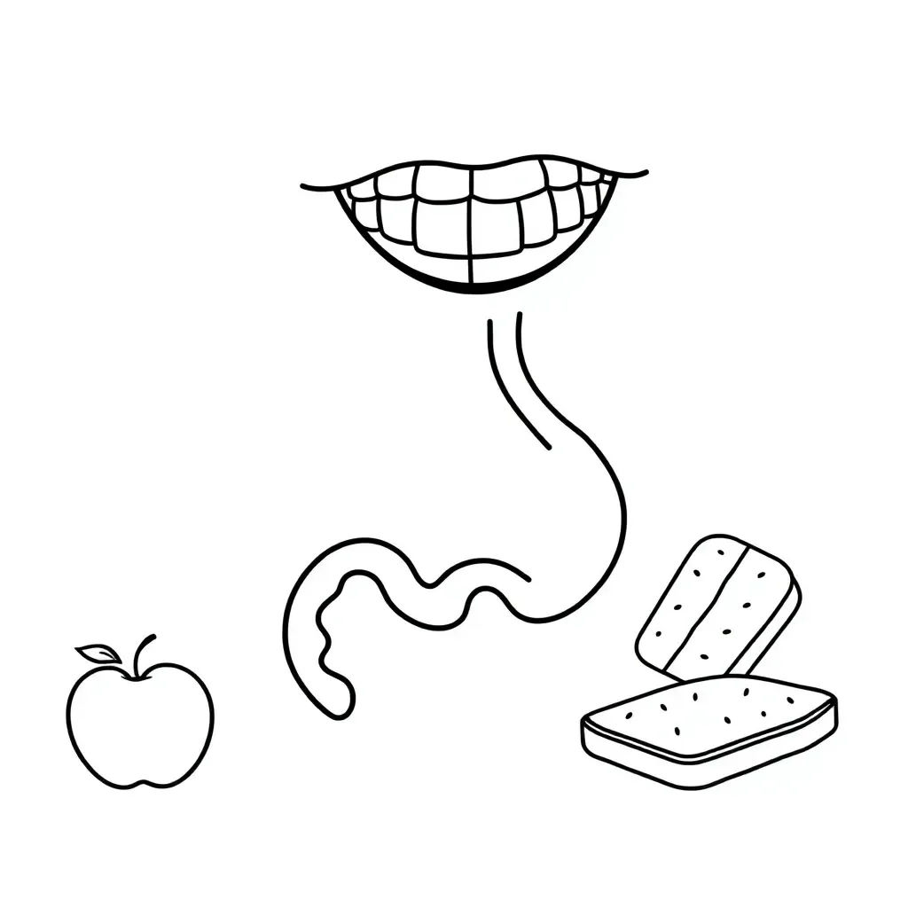 Digestive system diagram