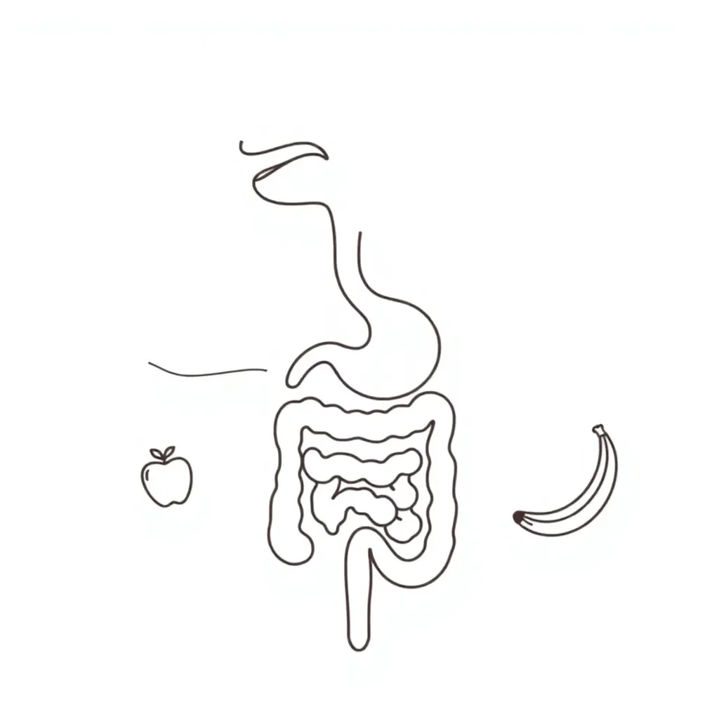 Human digestive system diagram