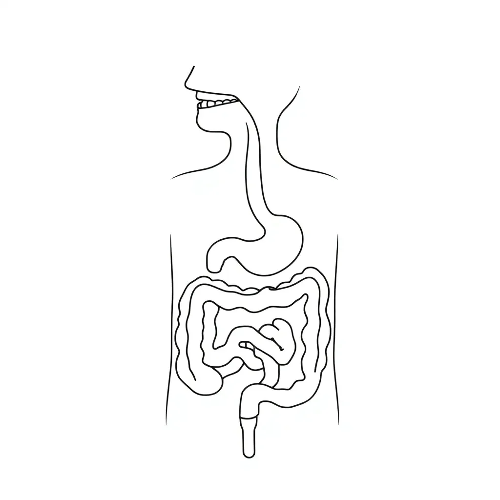Human digestive system diagram