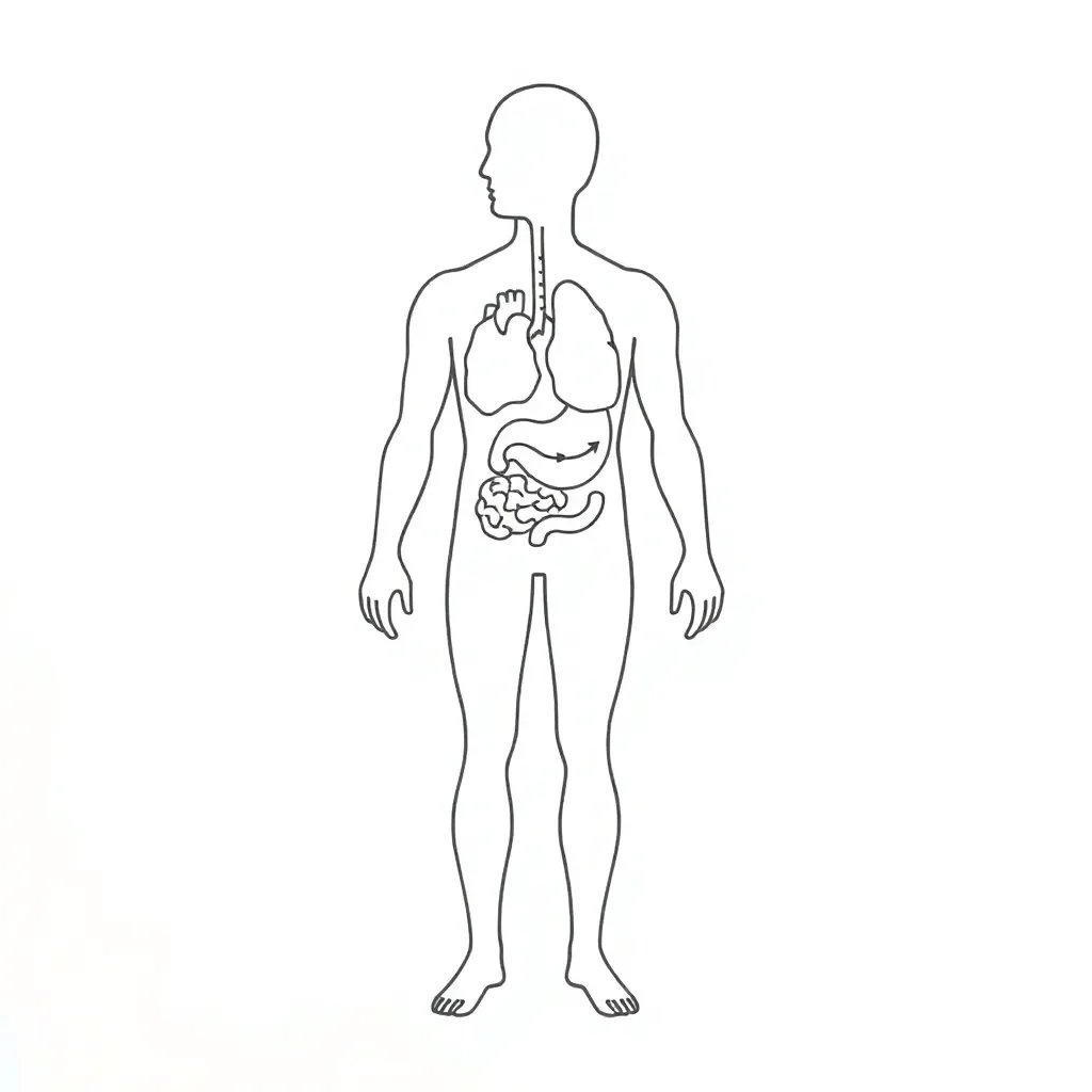 Human body systems illustration