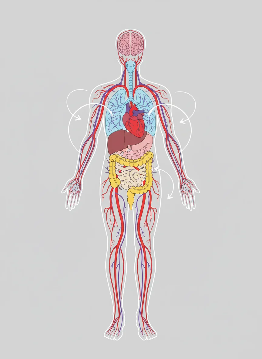How Organ Systems Work Together