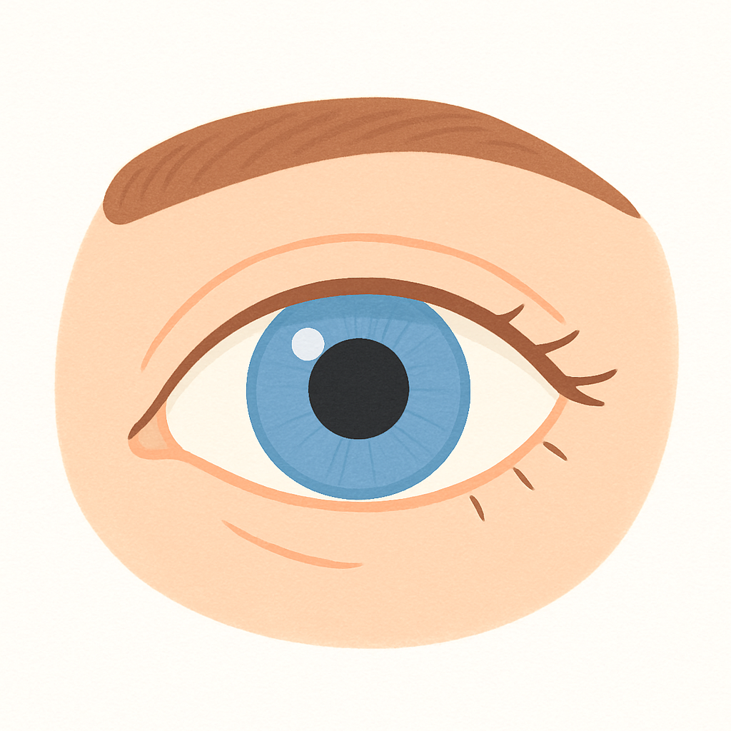 Human Eye Diagram Without Labelling