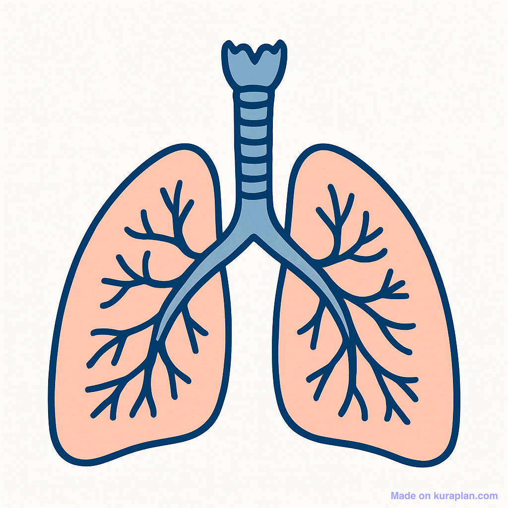 Lungs (unlabeled)
