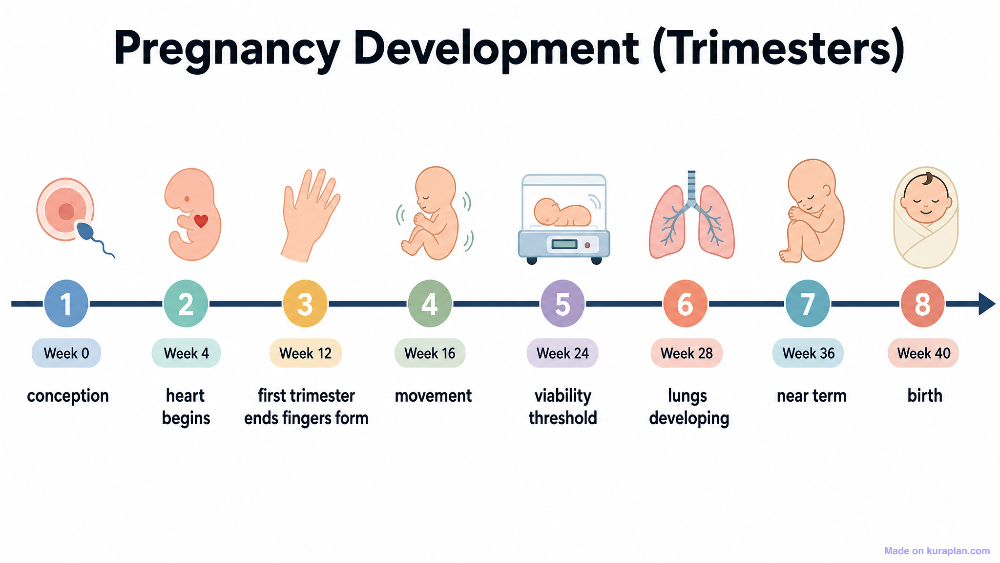Pregnancy Development (Trimesters) Timeline — Free Printable Clipart ...
