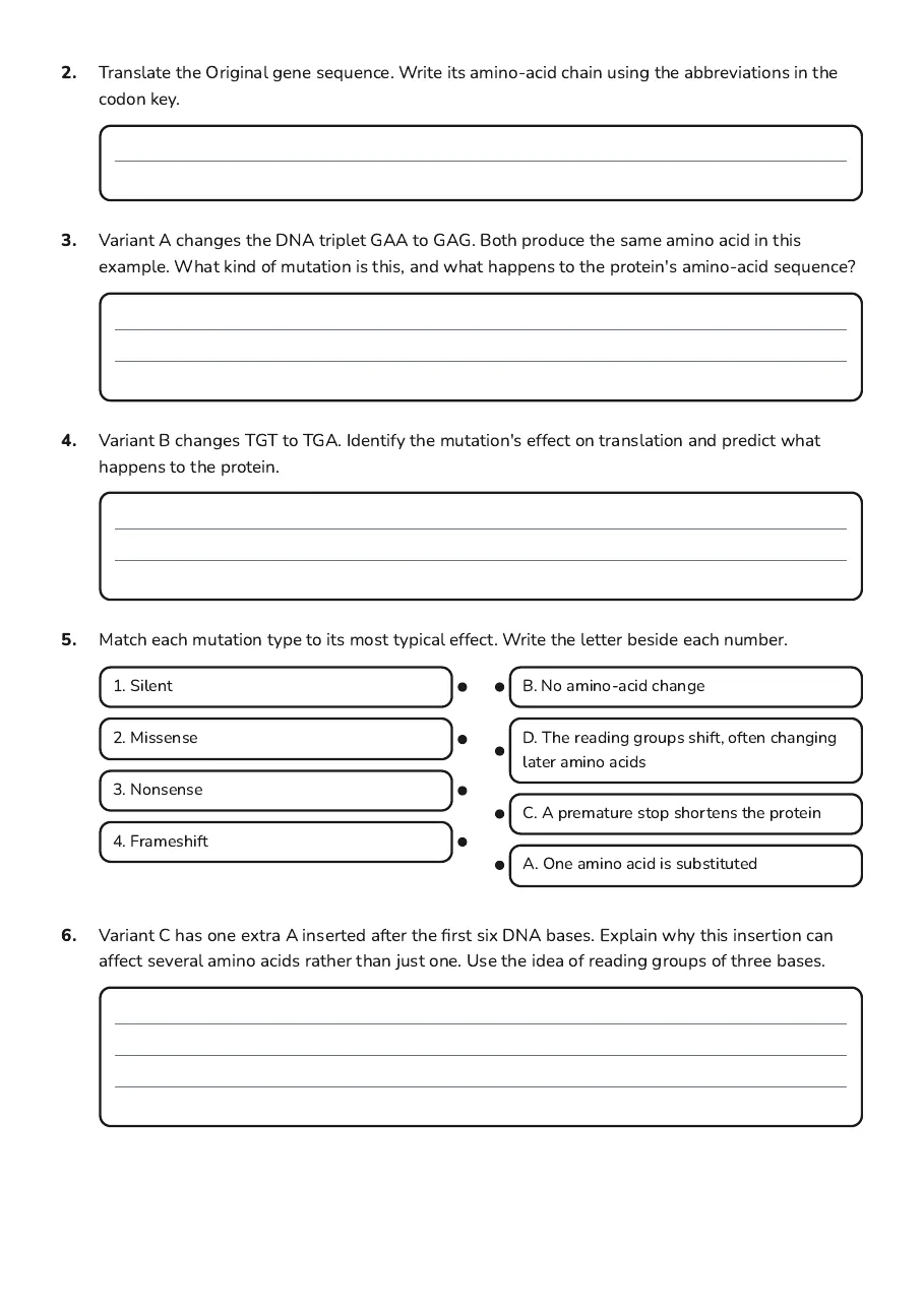Gene Mutations and Proteins, page 2 of 3: 2. Translate the Original gene sequence. Write its amino-acid chain using the…