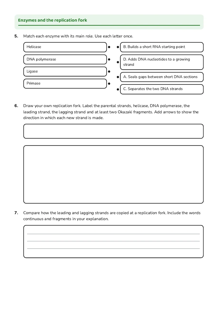 Copying the DNA Code, page 2 of 3: Enzymes and the replication fork