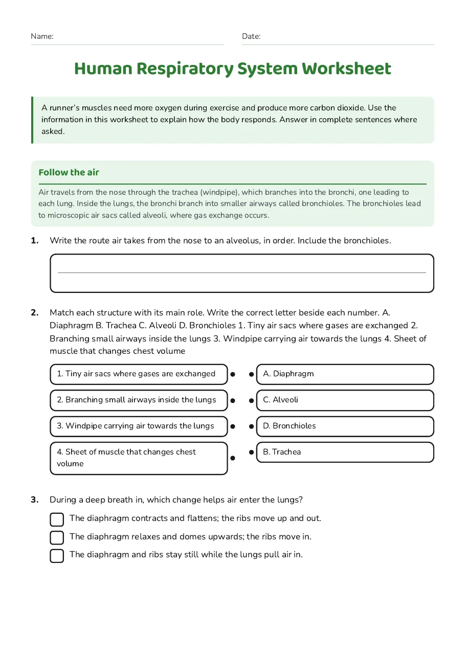 Human Respiratory System Worksheet, page 1 of 3: Follow the air