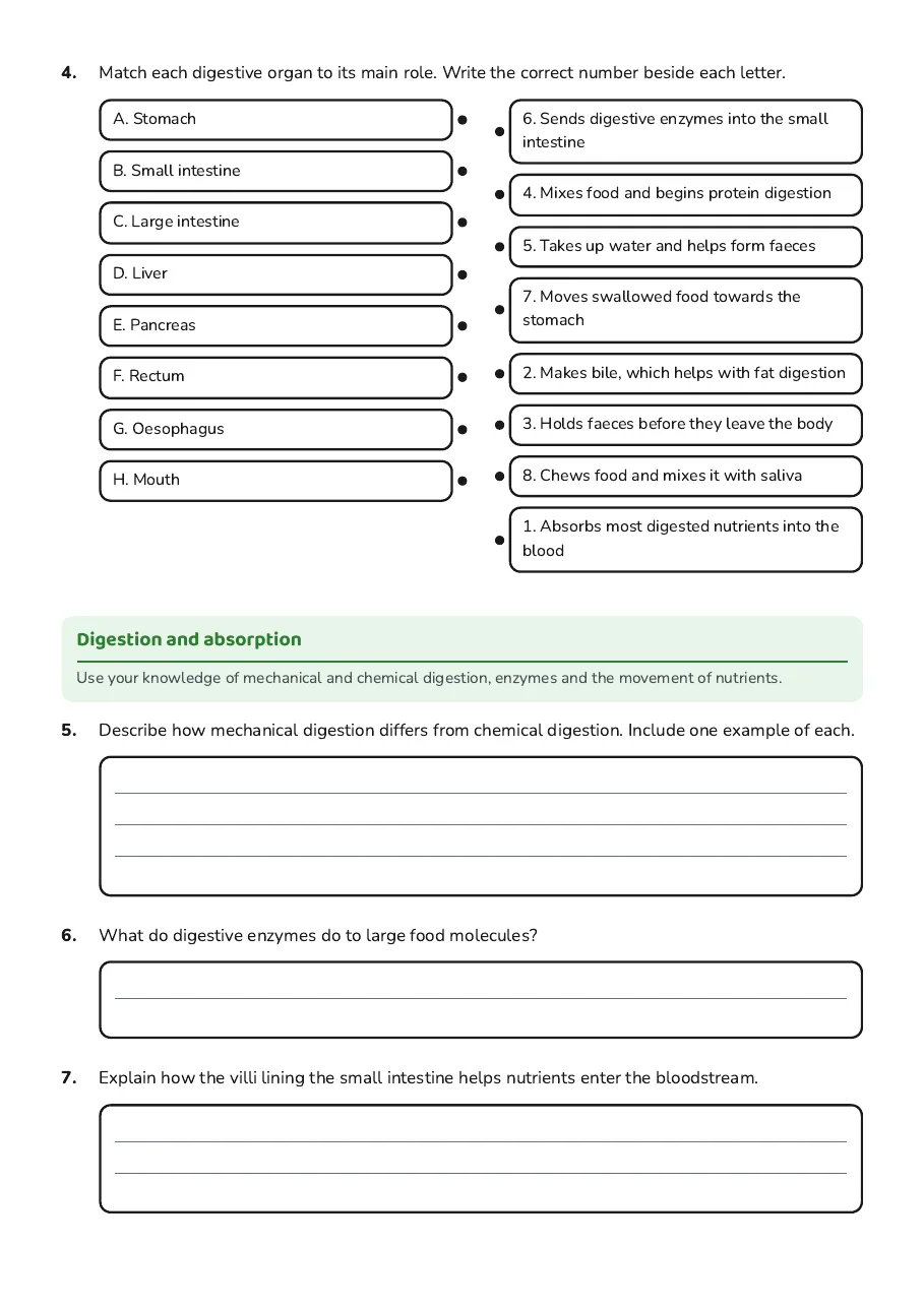 Digestive System Pathway, page 2 of 3: Digestion and absorption