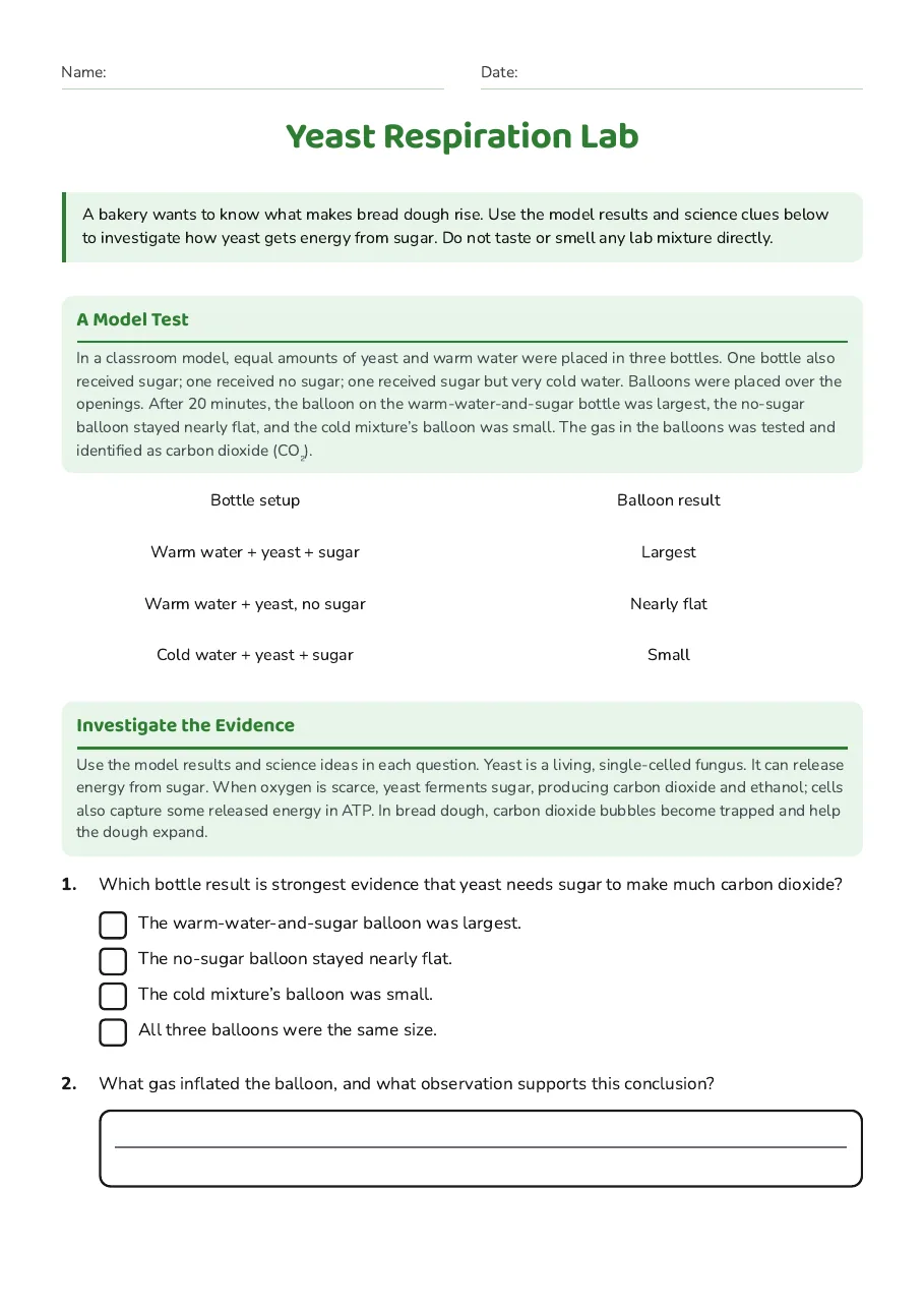 Yeast Respiration Lab, page 1 of 3: A Model Test, Investigate the Evidence