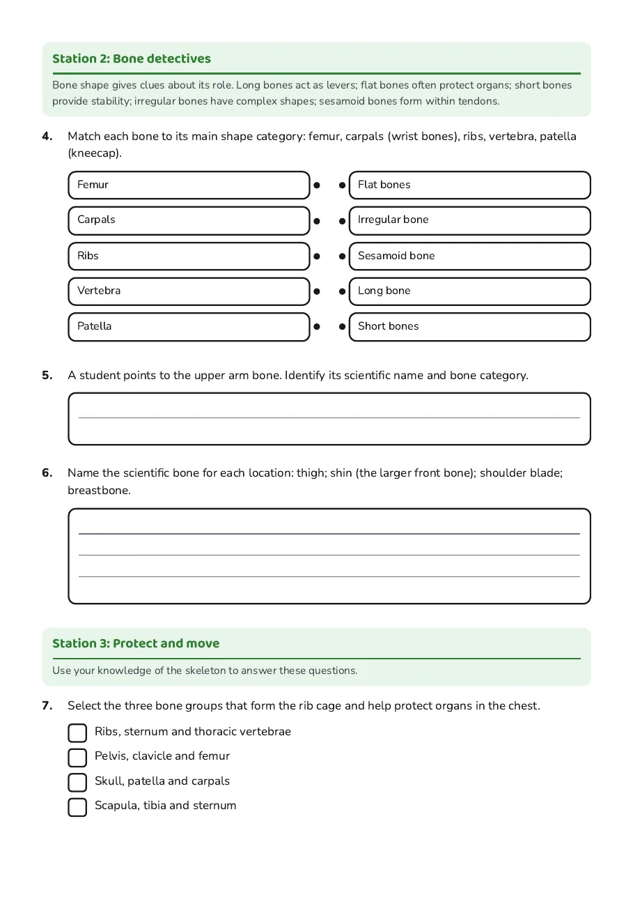Skeletal System Study, page 2 of 3: Station 2: Bone detectives, Station 3: Protect and move