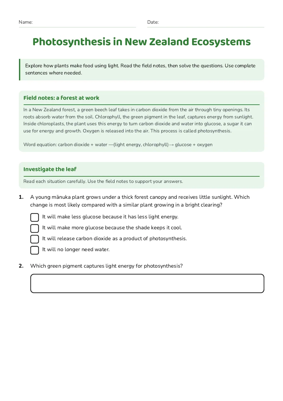 Photosynthesis in New Zealand Ecosystems, page 1 of 3: Field notes: a forest at work, Investigate the leaf