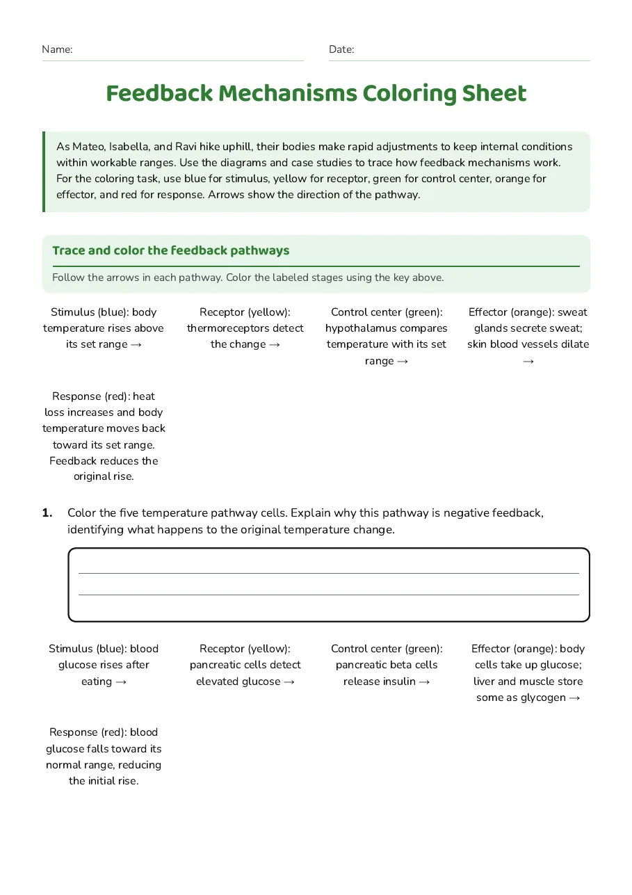 Feedback Mechanisms Coloring Sheet, page 1 of 3: Trace and color the feedback pathways