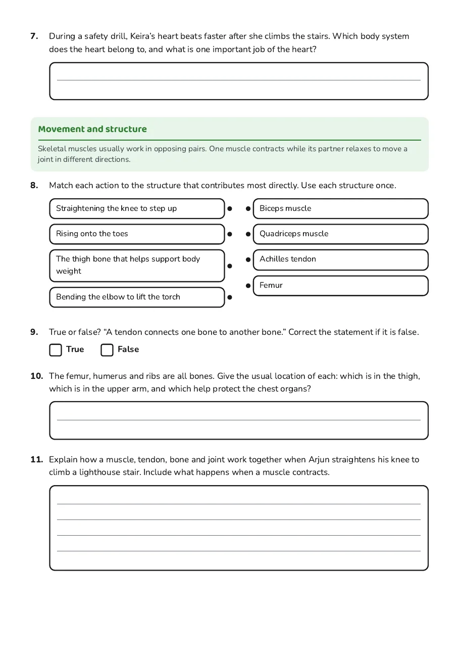 Human Anatomy Basics Worksheet, page 2 of 2: Movement and structure