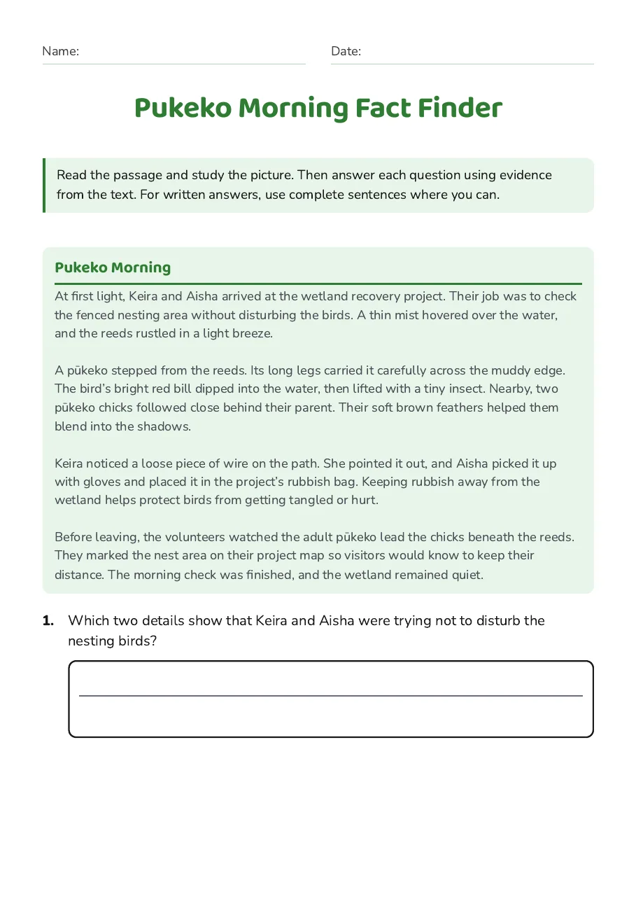 Pukeko Morning Fact Finder, page 1 of 4: Pukeko Morning